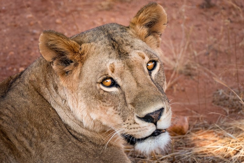Safari in South Africa